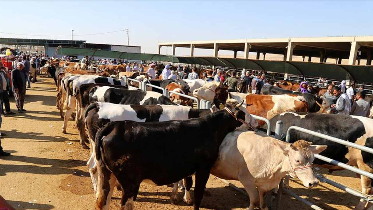 Sokakta kurban kesmenin cezası belli oldu