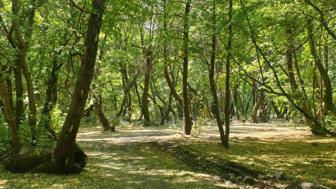 Manisa'da ormana giriş yasağı tarihleri belli oldu