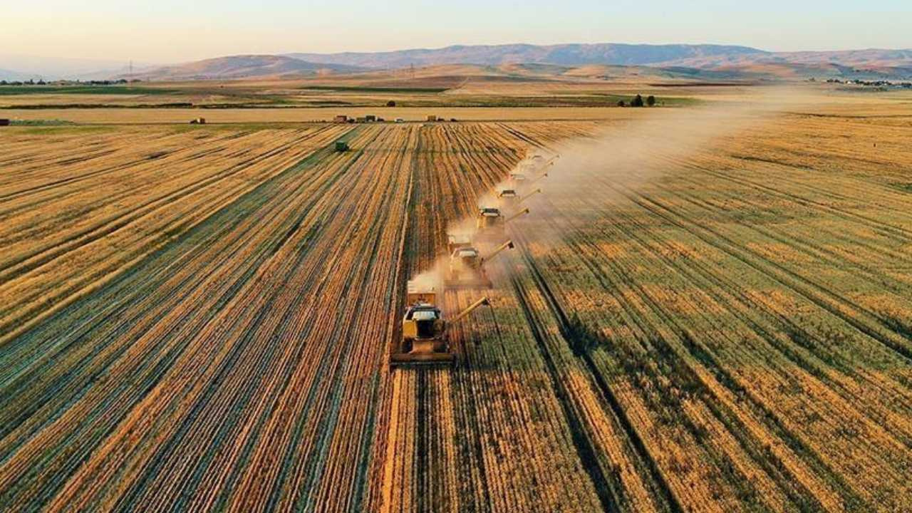 Yağışlar arttı tarımda bolluk yaşandı: Verim potansiyeli yüksek