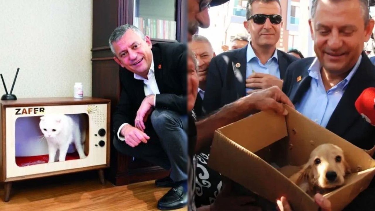 Genel merkezde biber gazından etkilenmişlerdi: CHP'nin kedisi Zafer ve köpeği Mayıs tedavi oldu