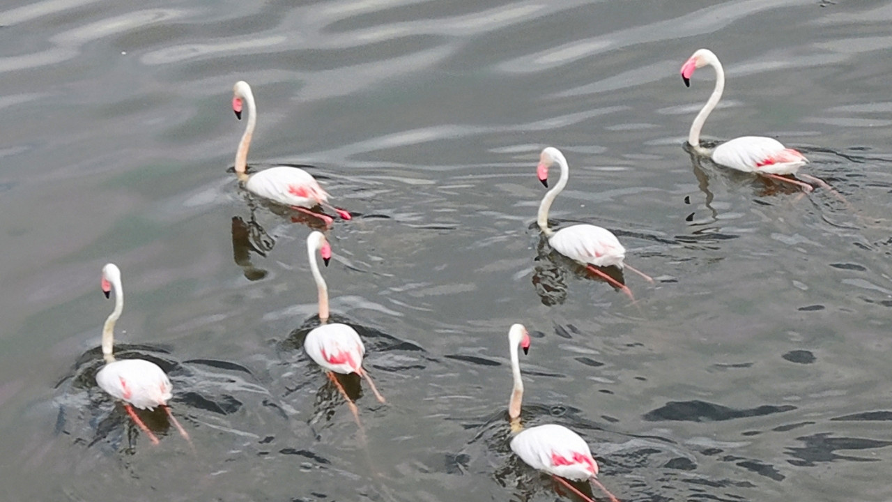 Yüzlerce flamingo akın etti: Türkiye'deki 508 kuş türünün yarısı burada yaşıyor