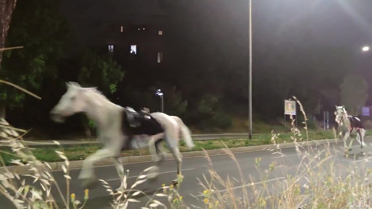 İtalya'da geçit töreni için getirilen atlar kaçtı: 2'si ağır 4 yaralı