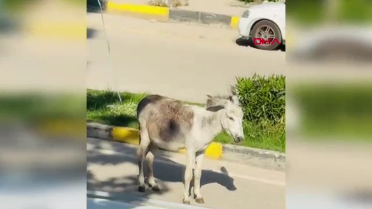 Başıboş eşek trafiği durdurdu: O anlar kamerada