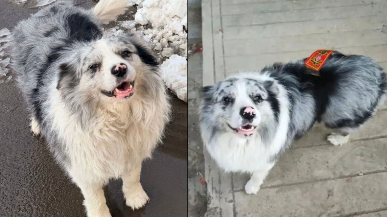 Çin'de infial! Milyonların sevgilisi köpek çalındı ​​ve vahşice katledildi