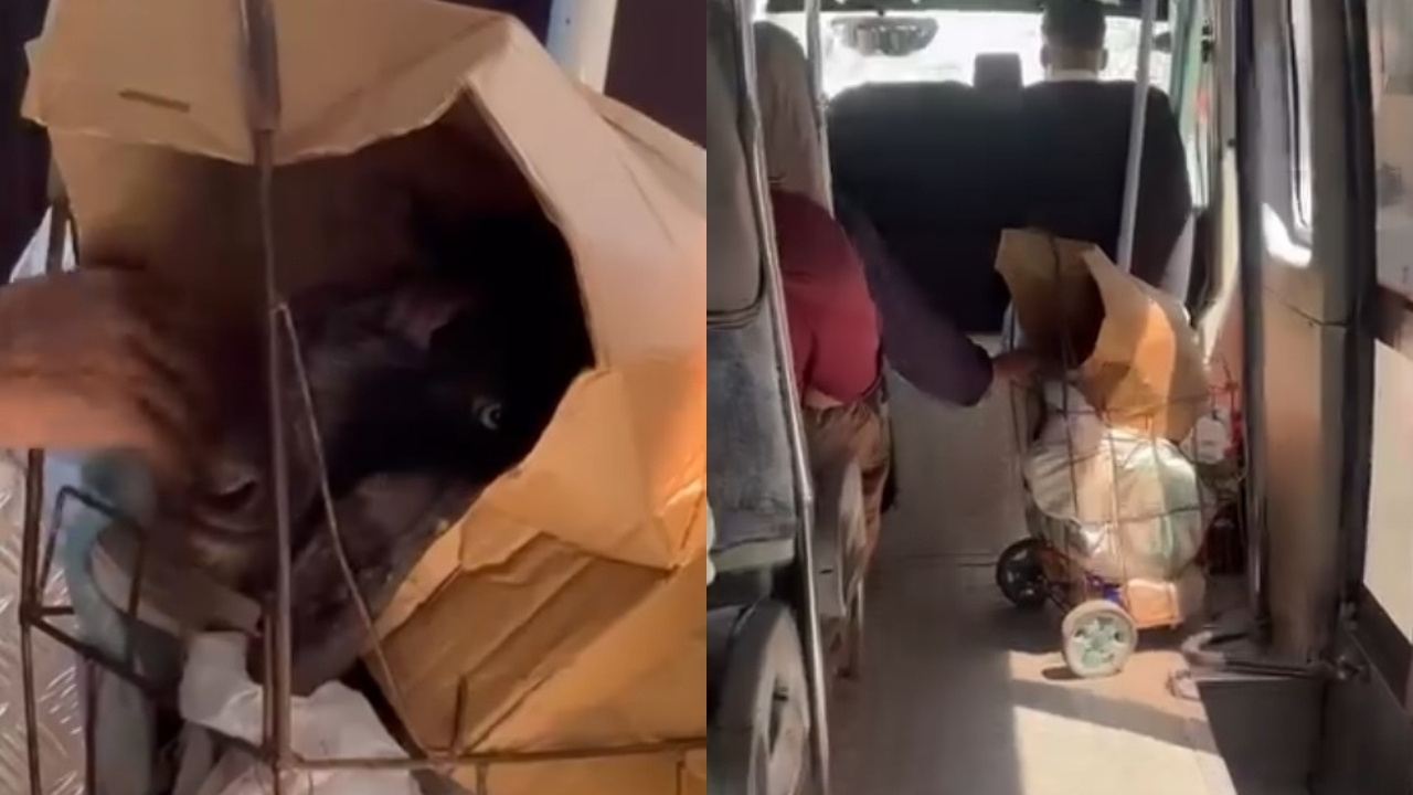 Yolcuların ağzı açık kaldı: Keçisini pazar arabasına koyup m