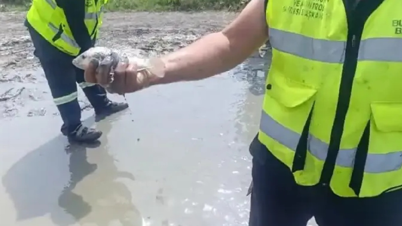 Temizlik yaparken fark ettiler: Yola vuran balıkla