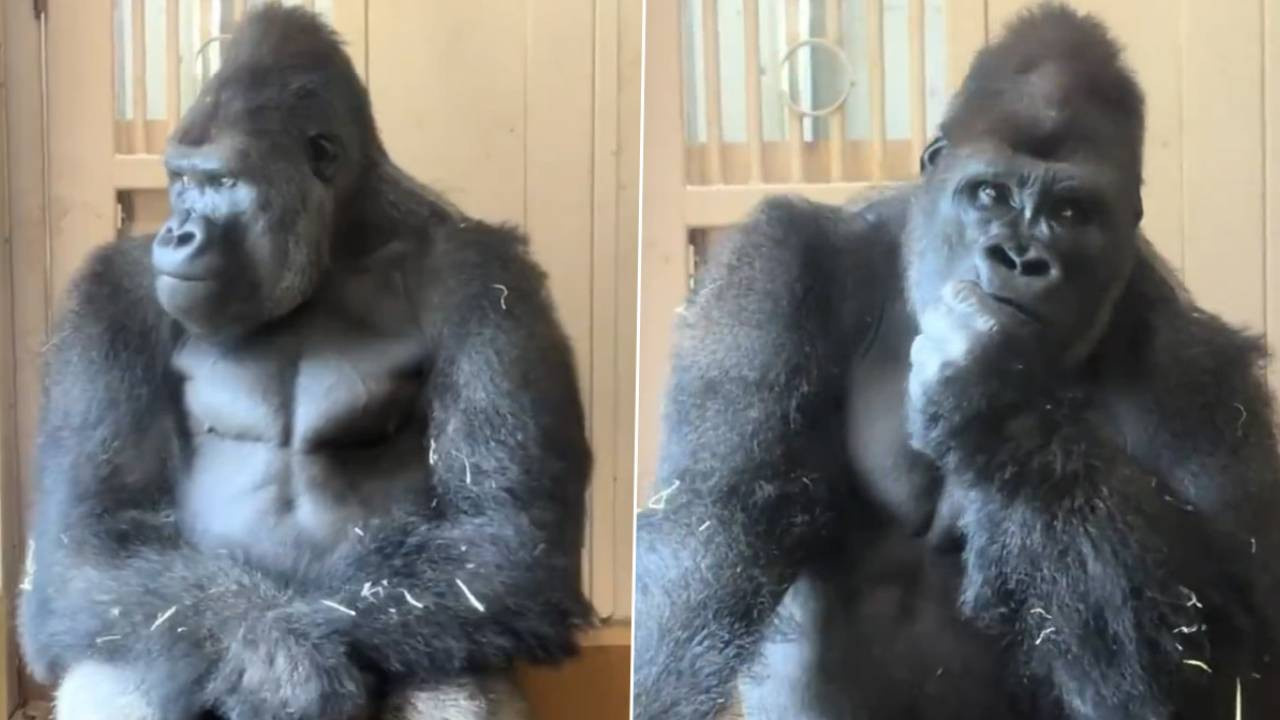 Eşiyle tartıştı, köşesine çekildi! Düşünceli goril