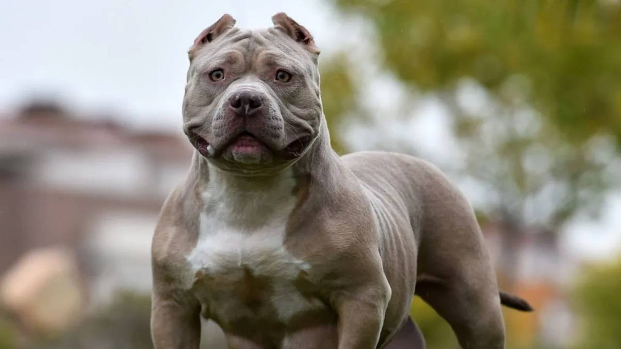 Çocuk ve köpek aynı odada kalamayacak! İki ülkeden