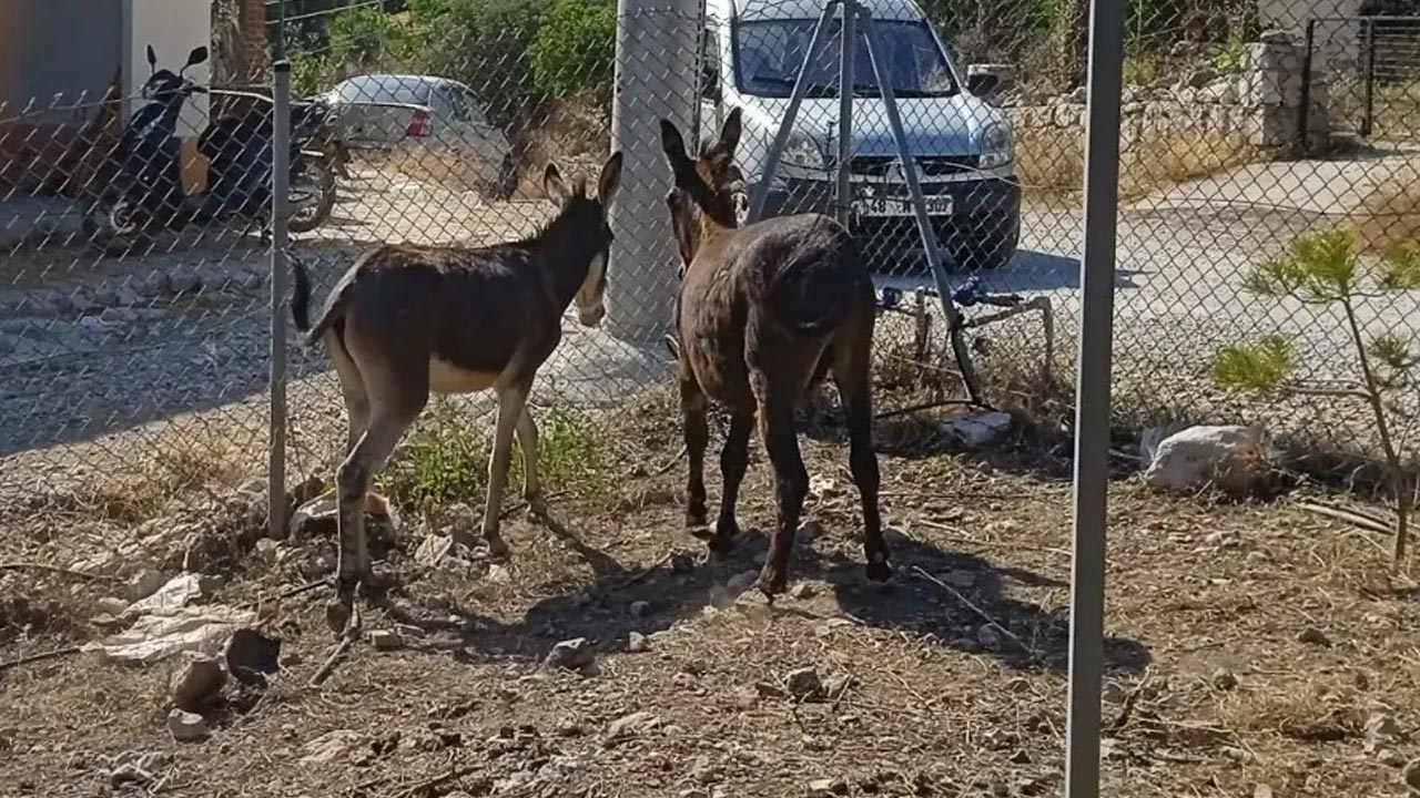 Mezarlığa hapsedilen eşekler açlıktan ağaçları bil
