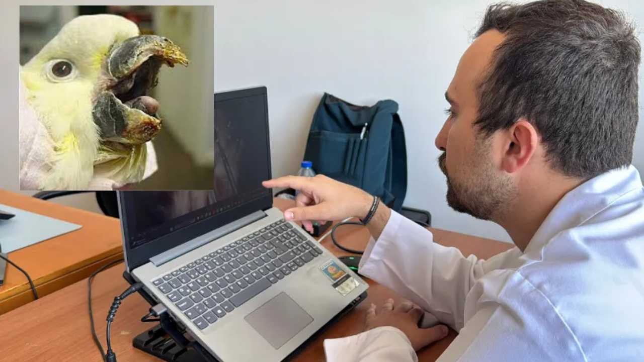 Bilim insanları kuşlardaki o gizemli hastalığın peşinde: Yen