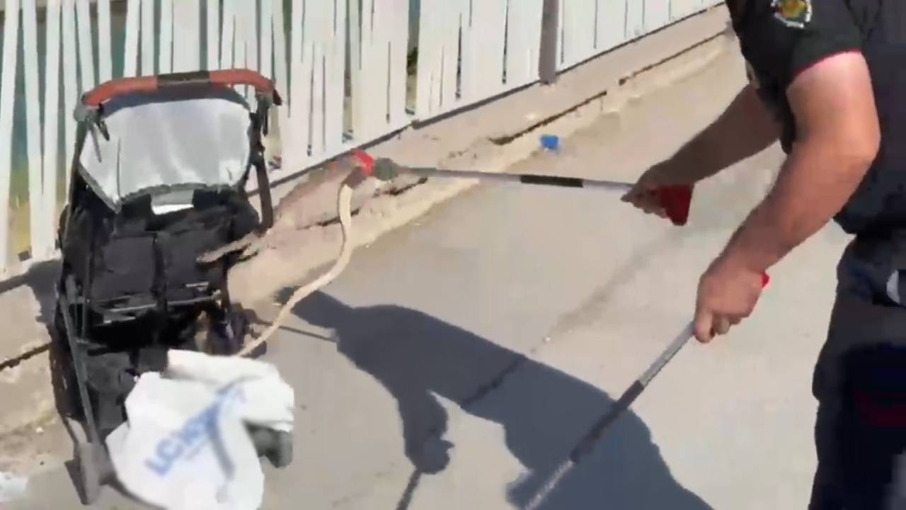 Şanlıurfa'da panik anları: Bebek arabasına yılan girdi