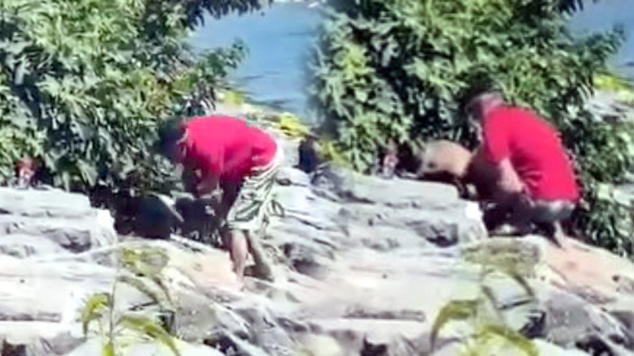 Avcılar'da köpeğe şiddet uygulayan şüpheli gözaltına alındı