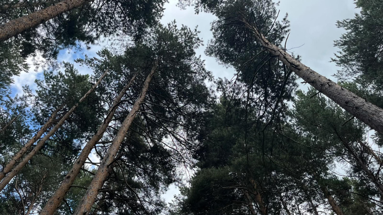 Finlandiya'dan alıyorduk: Artık Erzurum'da üretilecek