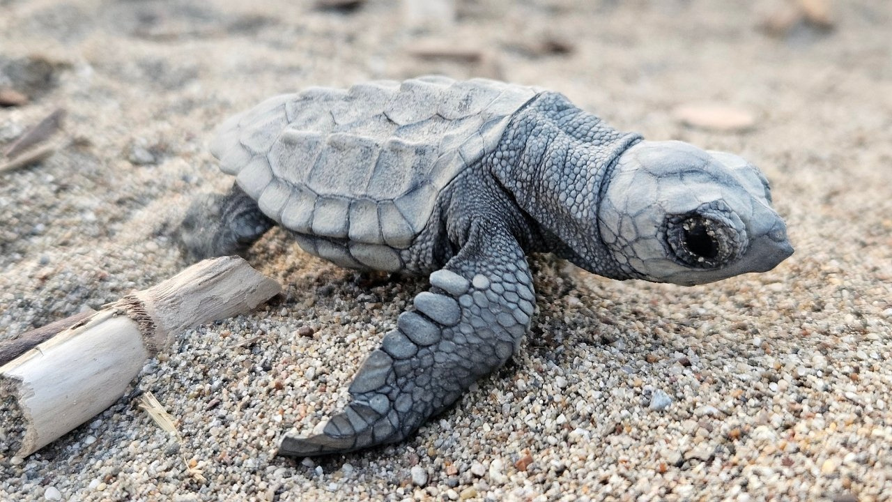 Antalya Belek'te caretta carettaların denize yolculuğu başladı, araçlar ve çöpler tehdit oluşturuyor