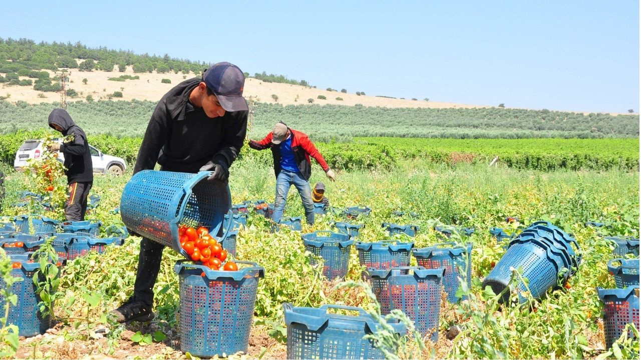 Geçen yıl elde kalınca üretimi kestiler: Kilosu 3,5 liraya kadar düşünce çiftçi isyan etti
