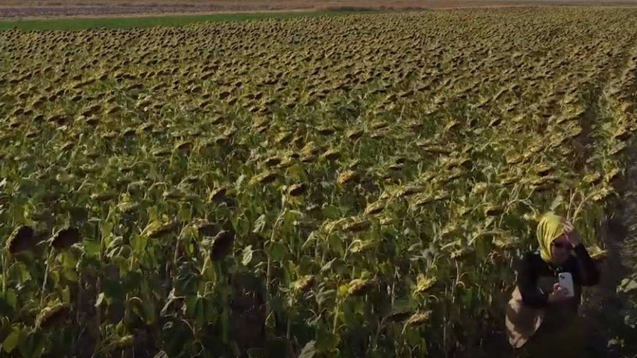 Tarlalar sapsarı oldu çiftçi günleri saymaya başladı: Bir dönümde 300 kilo mahsul bekleniyor