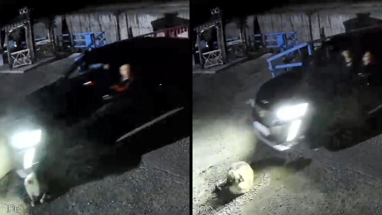 Zavallı köpeği bile bile göz göre ezdi! Hayvanın acı çığlıkları yankılandı