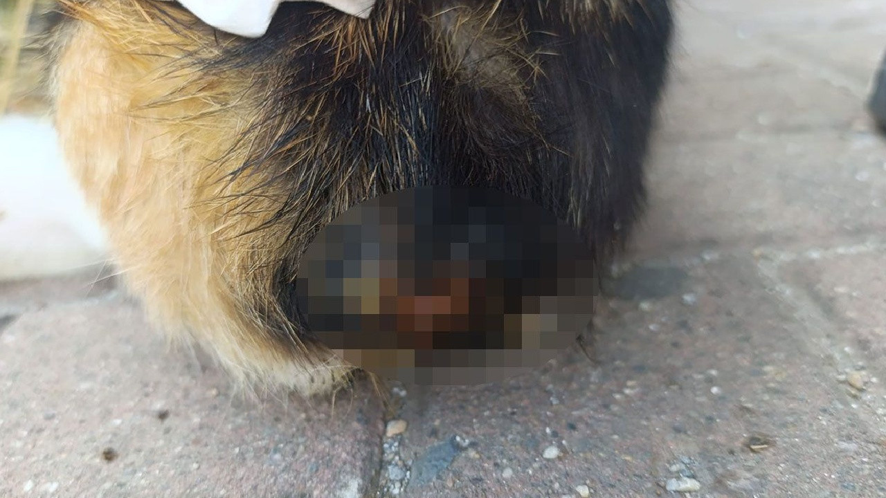 Kedilerin kuyruklarını kesip ölüme terk ettiler! Vahşetin nedeni "lanet olsun" dedirtti