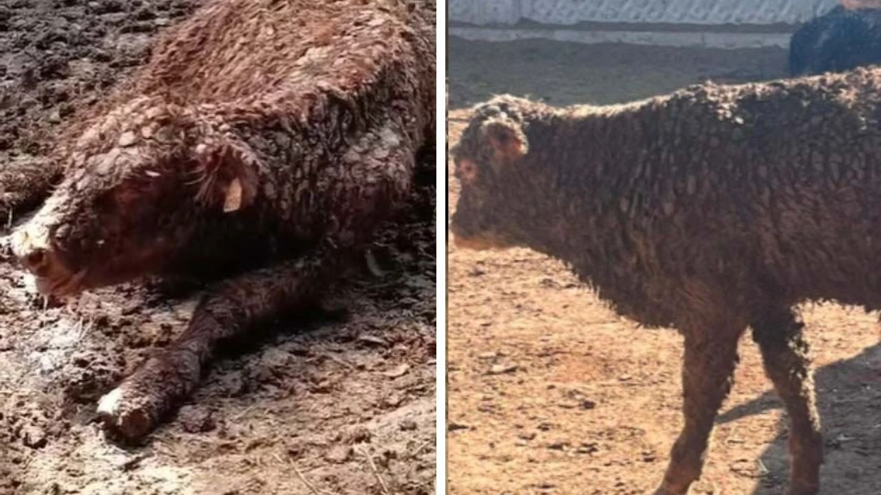 ESK'nın ithal hayvanlarında korkutan görüntüler! Uruguay’dan gelen sığırlarda hastalık ve ölüm iddiası