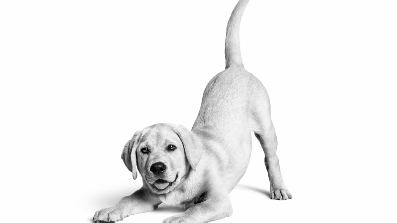 Royal Canin Türkiye’de 10. yılını kutluyor: 6,4 milyon kedi ve köpeğe ulaştı
