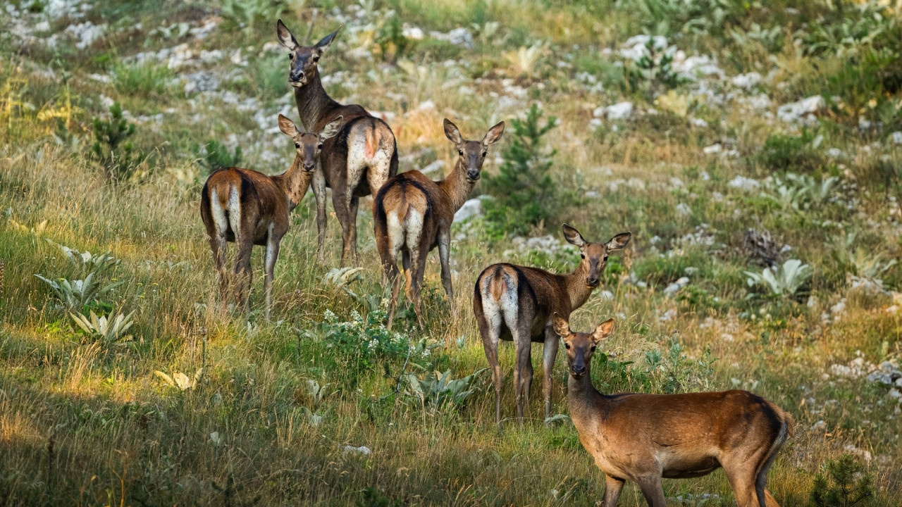 Saklı cennetin sakinleri gün yüzüne çıktı: Genç geyik sürüleri Bilecik'te objektiflere takıldı