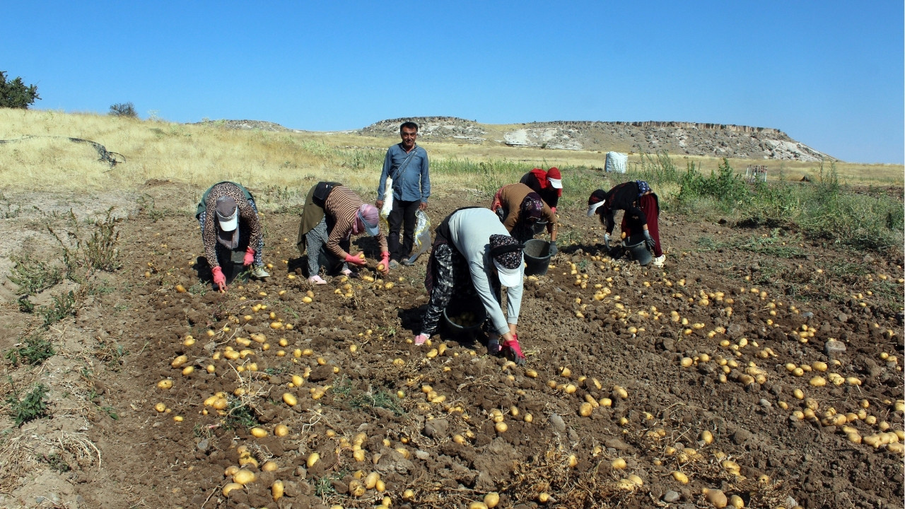 Tarlada kilosu 10 liraya kadar düştü, marketlerde hala 4 katına satılıyor!