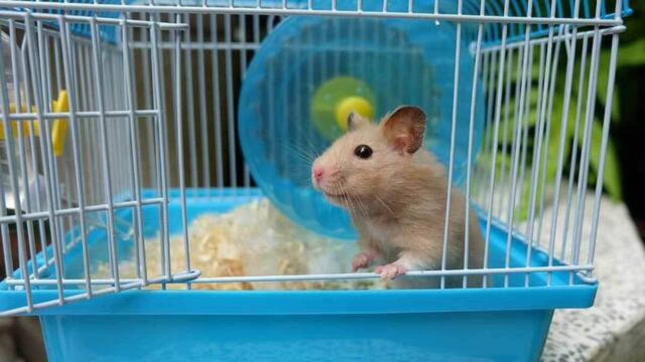 Oteldeki korkunç plan telefondan çıktı! 50 hamsterın öldürüldüğü anlar kaydedildi
