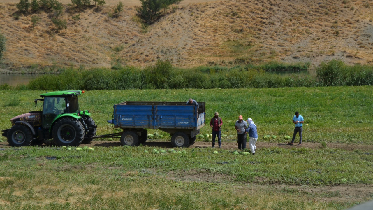 Diyarbakır'a rakip çıktı: Tam 230 bin ton toplanacak