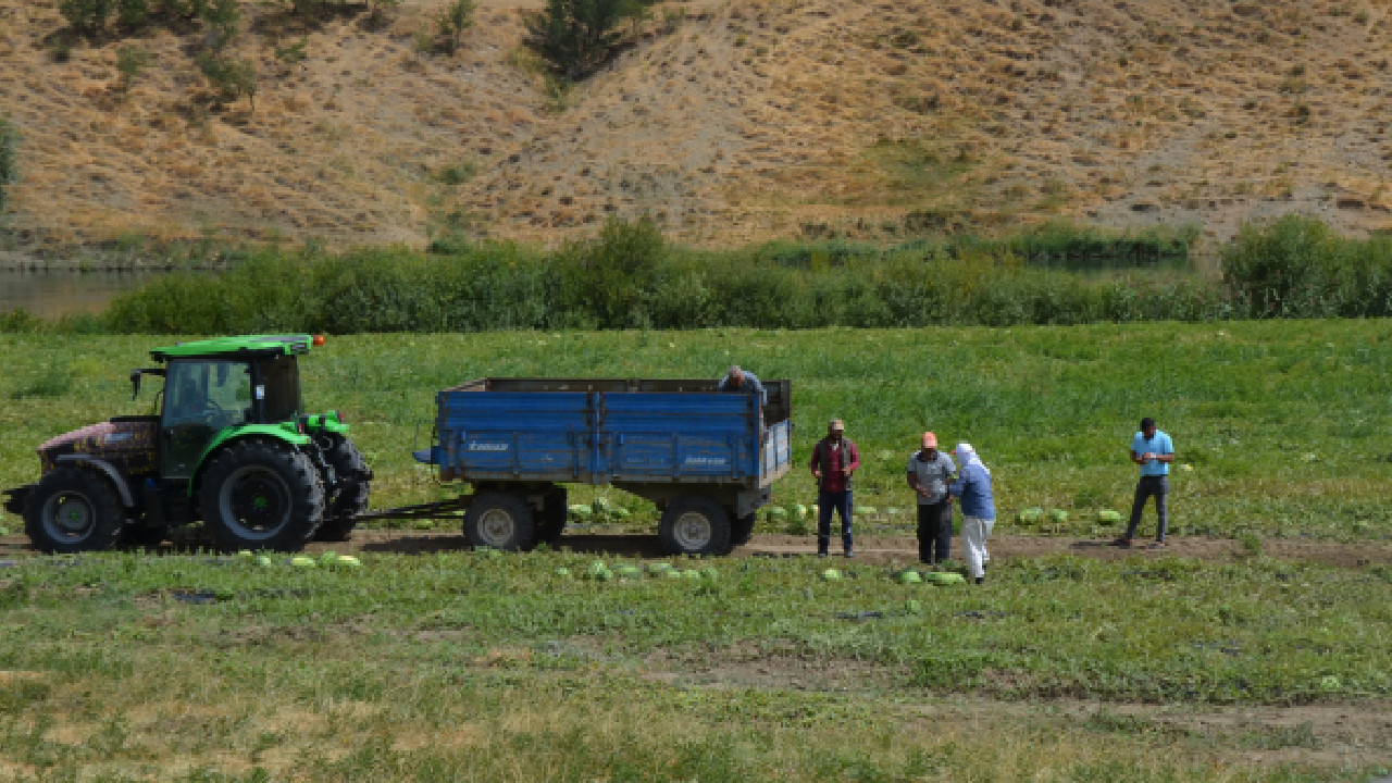 Kamyon kamyon yola çıkıyor: 3 bin 200 hektarda 230 bin ton üretim