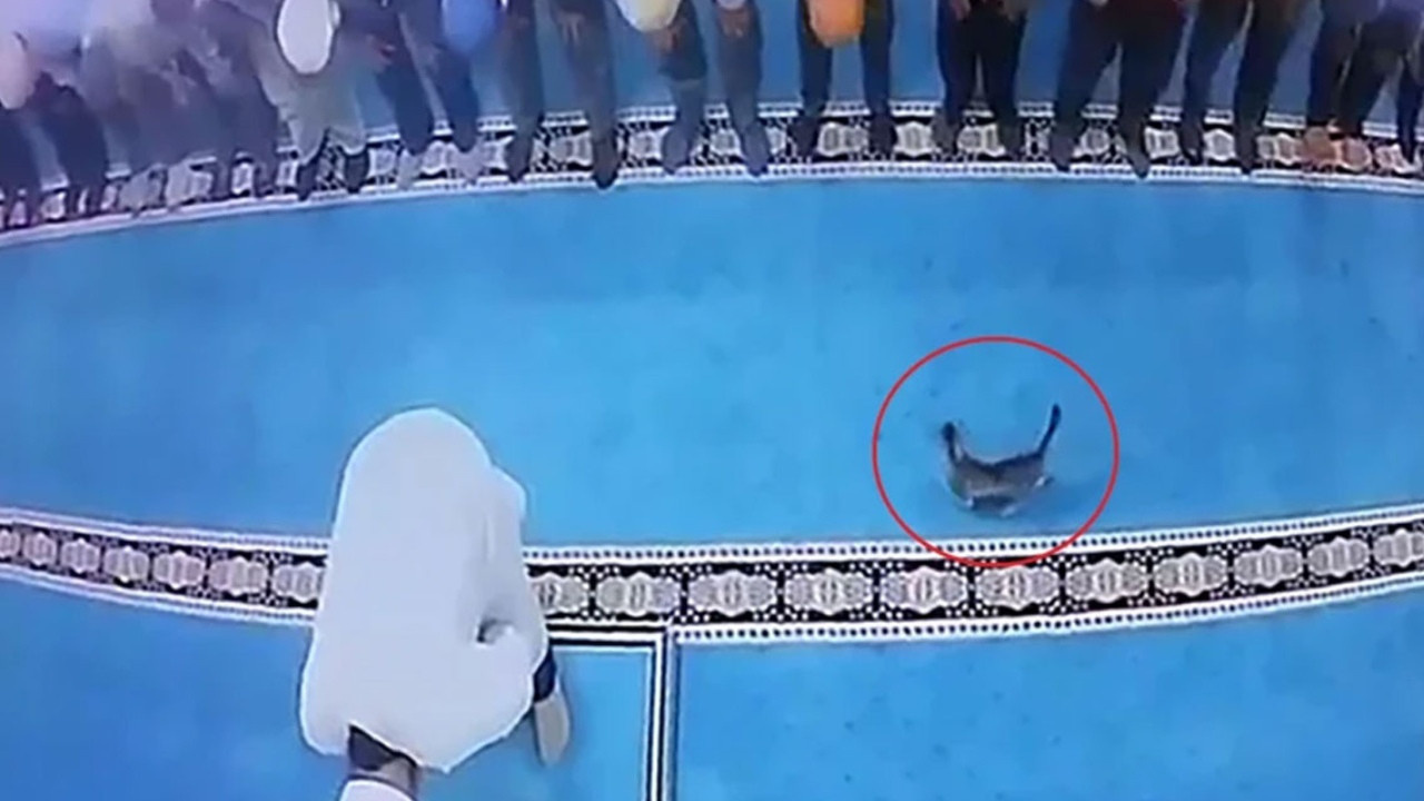 Camide namaz kılarken kediyi tekmeledi: Gözaltına alınan kişi serbest bırakıldı