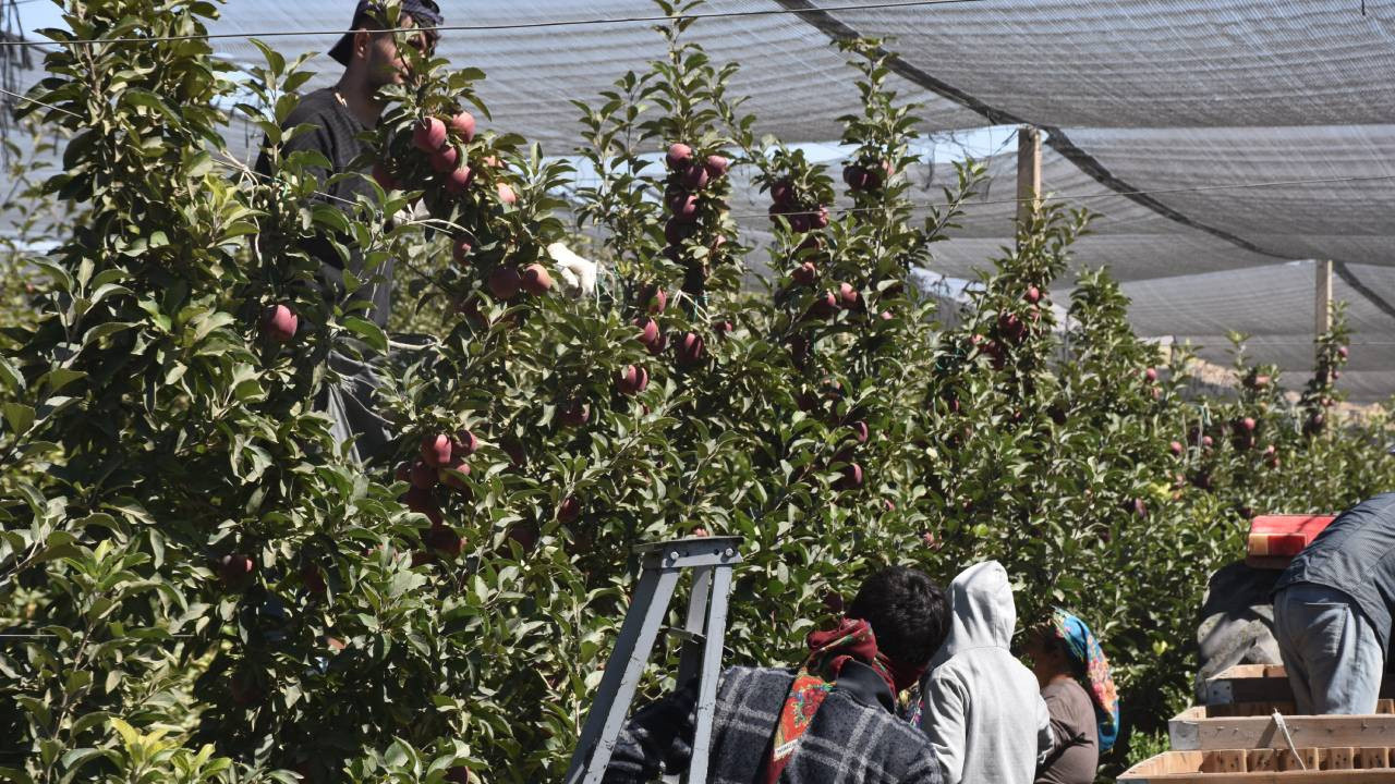 Bahçede kilosu 30 liraya çıktı: Arabistan'dan Hindistan'a kadar 12 ülkeye gönderiliyor