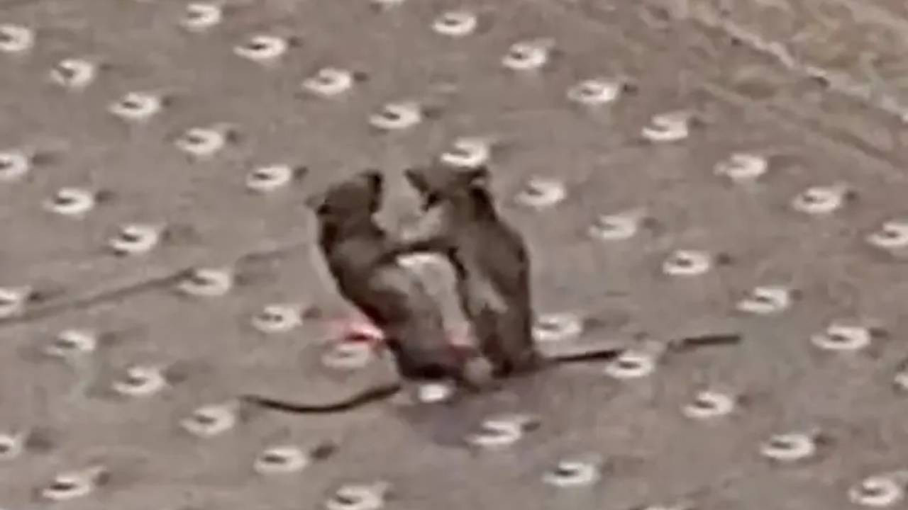 İki fare metroda ringe çıktı, boksör gibi dövüştü: İstanbul iyi ki kedi şehri dedirtti
