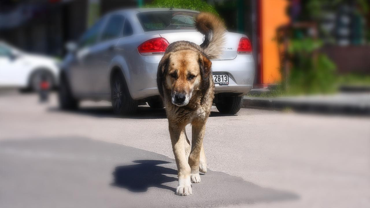Bakanlıkların hedefinde bu kez sokak köpekleri var: 81 ile müfettiş gönderiliyor