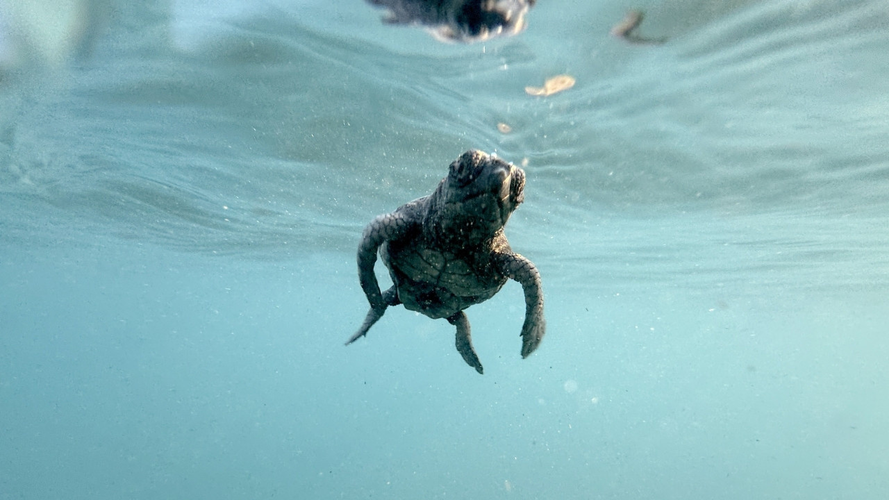 Akdeniz'de umut dolu rekor: 40 bini aşkın caretta caretta denize ulaştı