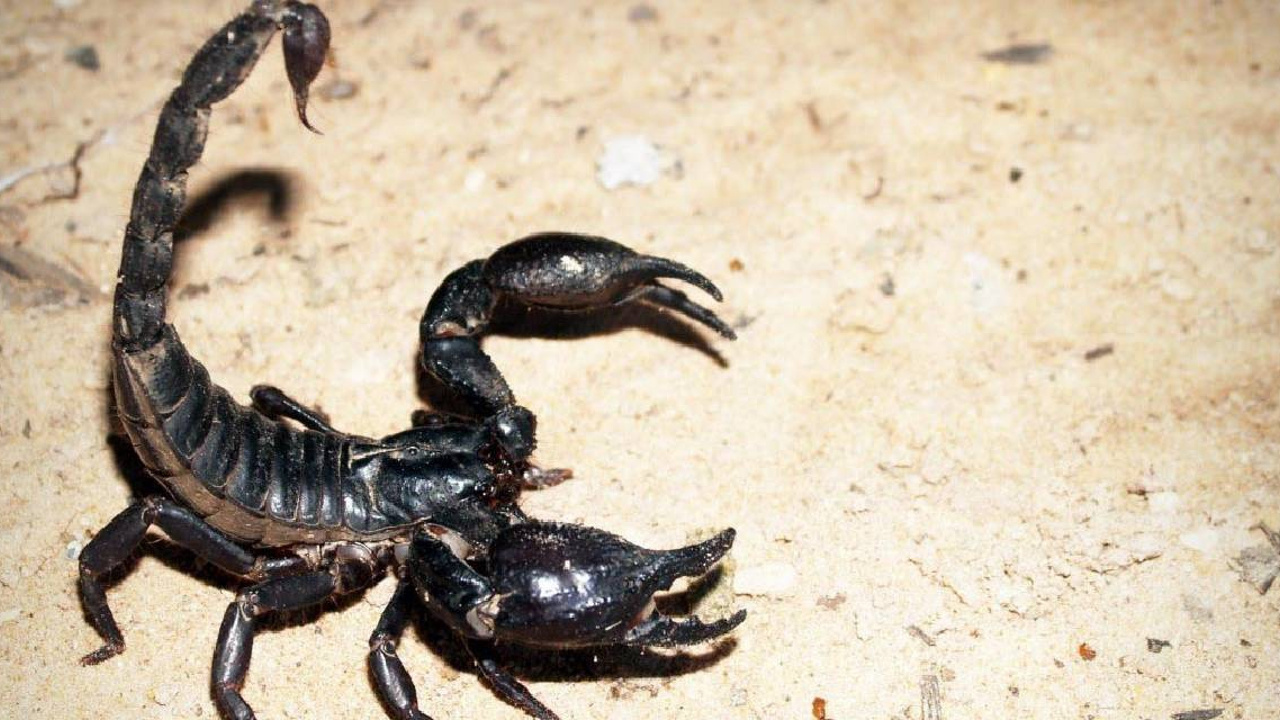 Akreplerin yemek yemeden bir yıl kadar nasıl yaşadığını biliyor muydunuz?