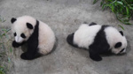 Çin’den ABD’ye iki panda gidiyor: İsimleri bile belli oldu