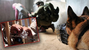 İsrail cezaevlerinde Filistinlilere insanlık suçu ABD basınında! Köpekle cinsel istismarda bulundular