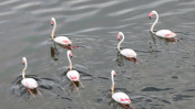 Yüzlerce flamingo akın etti: Türkiye'deki 508 kuş türünün yarısı burada yaşıyor