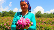 Kilosu 80 liradan toplanıyor, yağı 12 bin eurodan satılıyor!