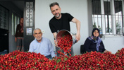 Kilosu 250 liradan başlıyor: Hasadı devam ediyor, ülkeye yüzlerce milyon dolar kazandırıyor