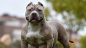 Çocuk ve köpek aynı odada kalamayacak! İki ülkeden tartışma yaratan karar