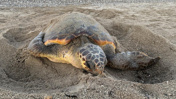 120 milyon yıllık mücadele: Caretta carettanın yumurtlama anı görüntülendi
