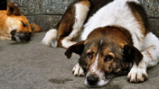 Köpek dövüştüren şüphelilere ödül gibi ceza