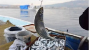 Sofradaki balık riskte! Marmara Denizi için korkutan rapor