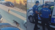 Silivri'de vahşet! Köpeğin üzerine aracını sürdü: Tutuklandı