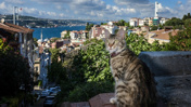 İstanbul'un gerçek sahipleri: Sokak kedileri şehri pati pati fethetti
