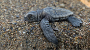 Kumköy'de katliam: Caretta caretta yuvalarını ezip geçtiler