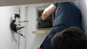 3 kez kurtardılar 3 kez kaçtı: Firari kedi itfaiyeyi peşinden koşturdu