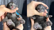 Say say bitmedi: 29 parmaklı kedi koca patileriyle dünya rekoru kırdı!