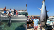 Bodrum'da oltaya dev balık takıldı tam 376 kilo